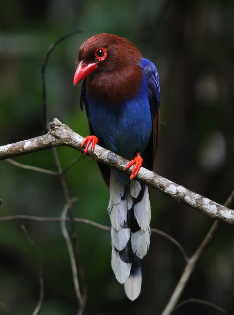 Blue Magpie